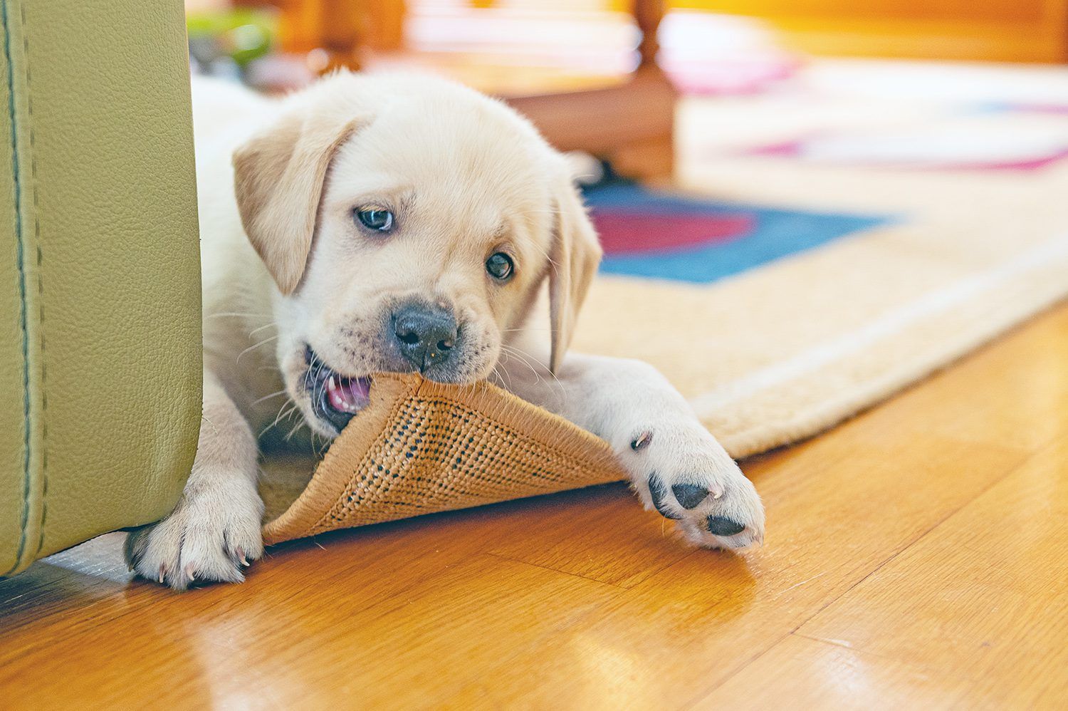 Best Chew Bones for Puppies: Safety Guide