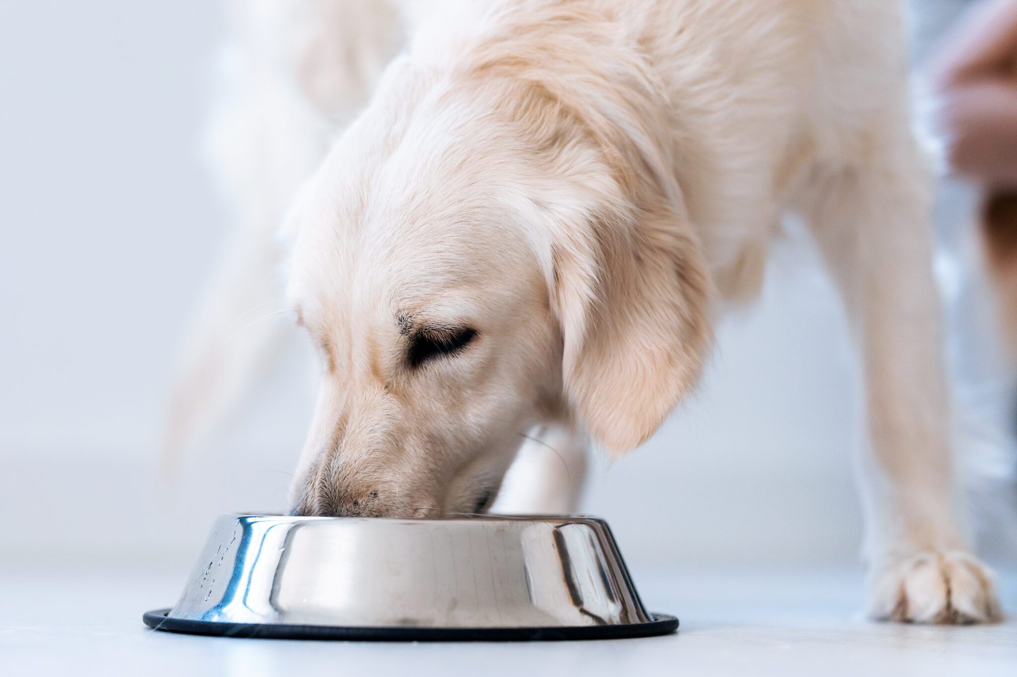 Homemade Dog Food: Beef & Brown Rice Recipe