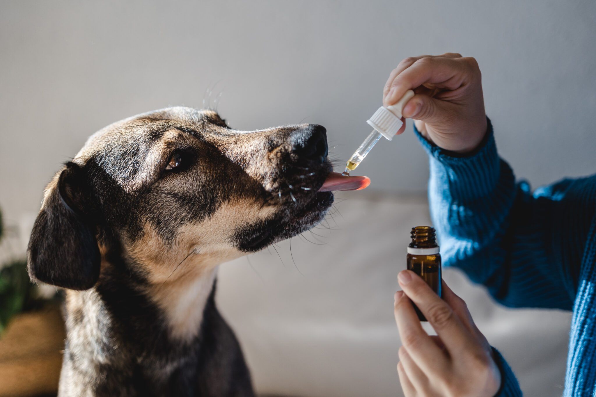 Hemp Oil for Dogs: Benefits, Risks & Types