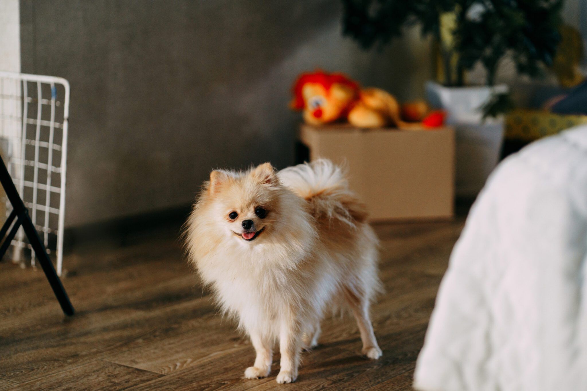 Anipryl (Selegiline) for Canine Cognitive Dysfunction