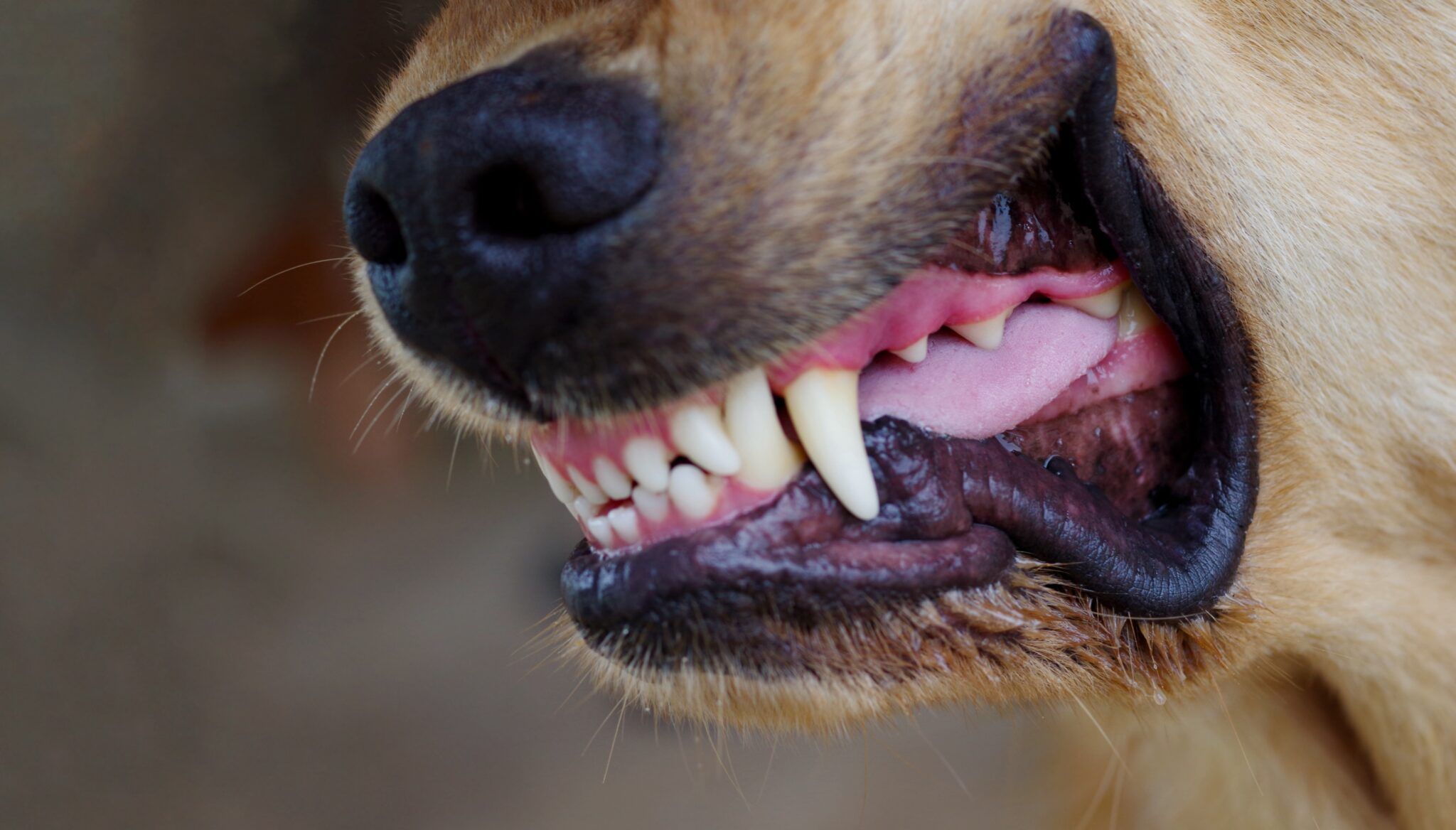 Dog Fights: Prevention, Intervention, and Recovery