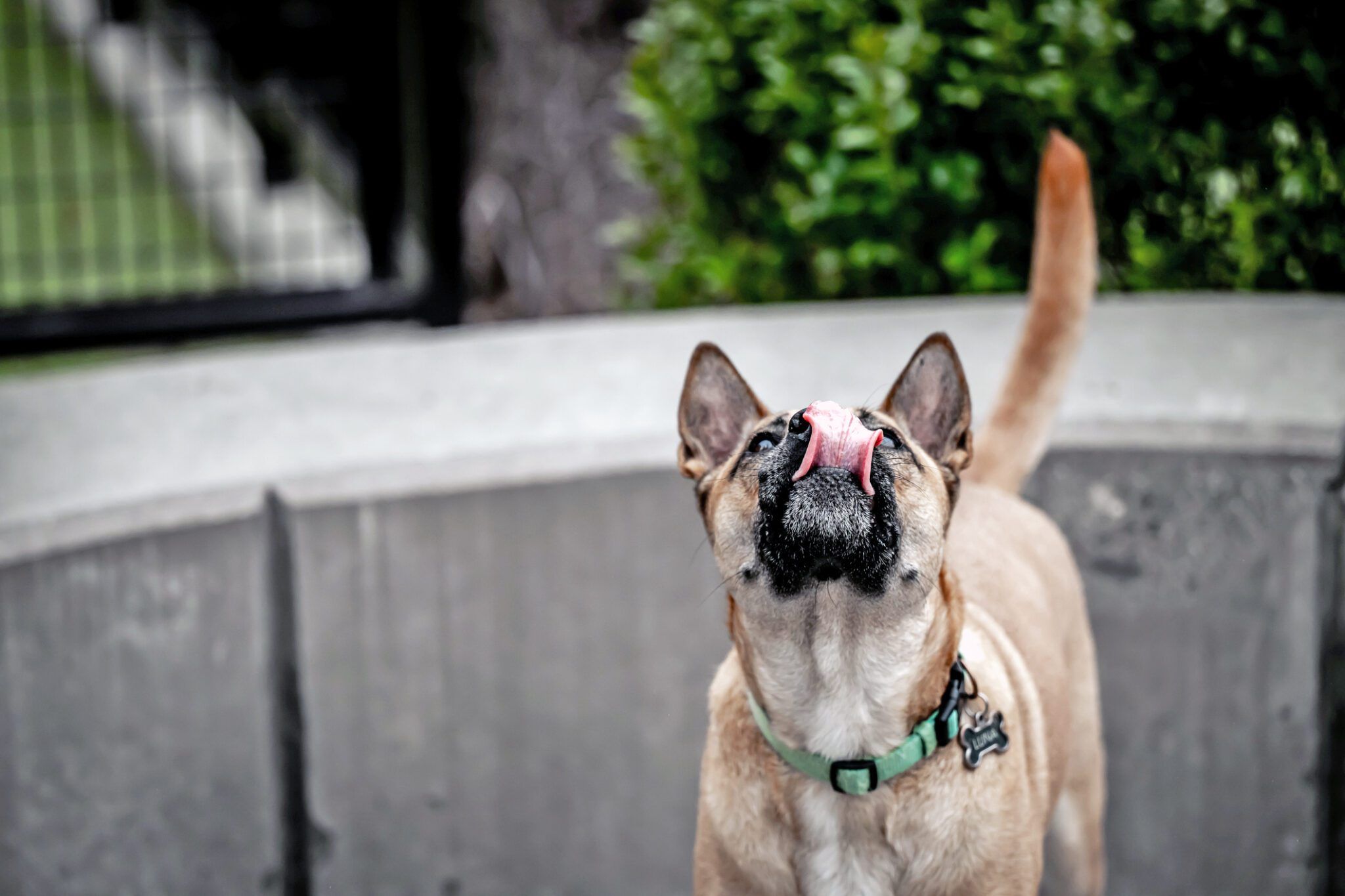 Dog Licking Air: Causes, Concerns & When to Worry