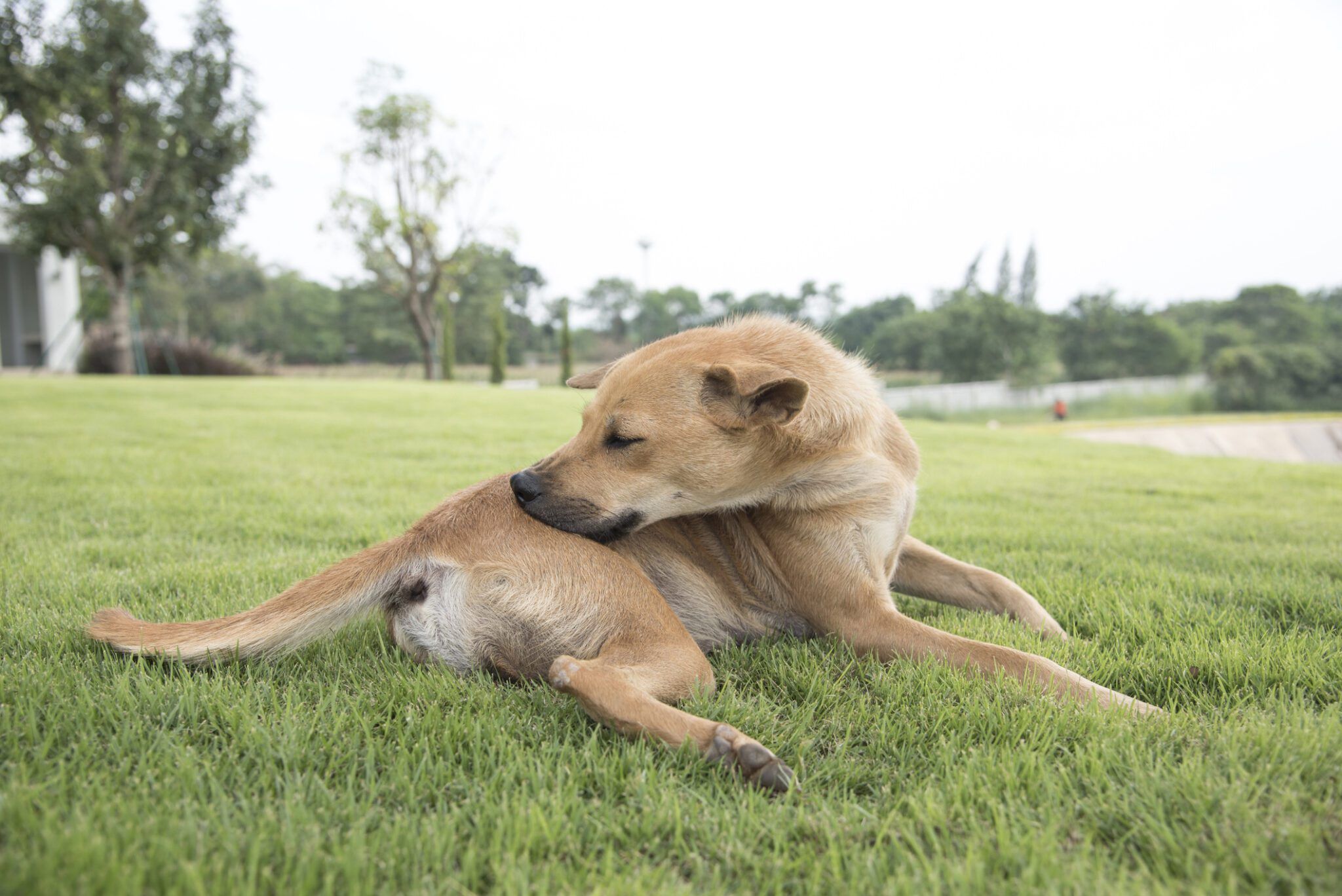 Best Novel Protein Diets for Dogs: A Vet-Approved Guide