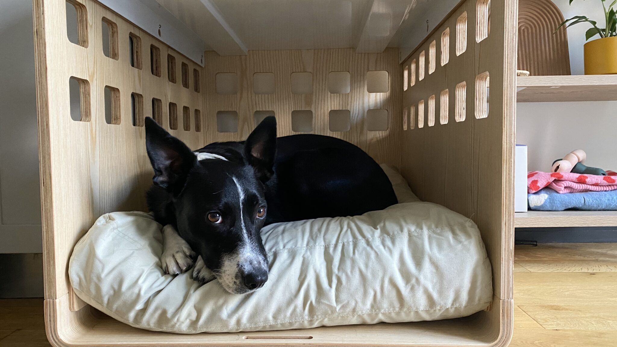 Top 5 Washable Dog Beds: Ultimate Guide