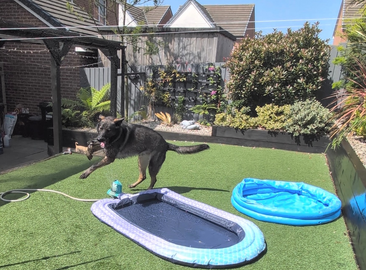 Kodah's Summer Fun: A Dog's Joy in a Cheap Pool