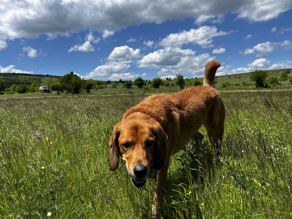 Lava the Runaway: One Dog's Great Escape