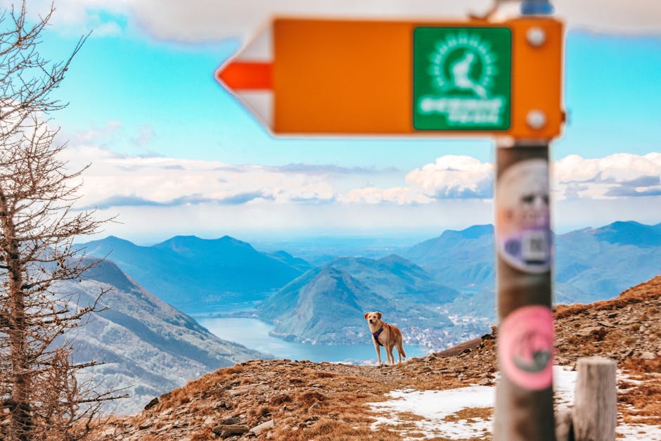 Safe Hiking with Dogs: A Guide to Trail Adventures