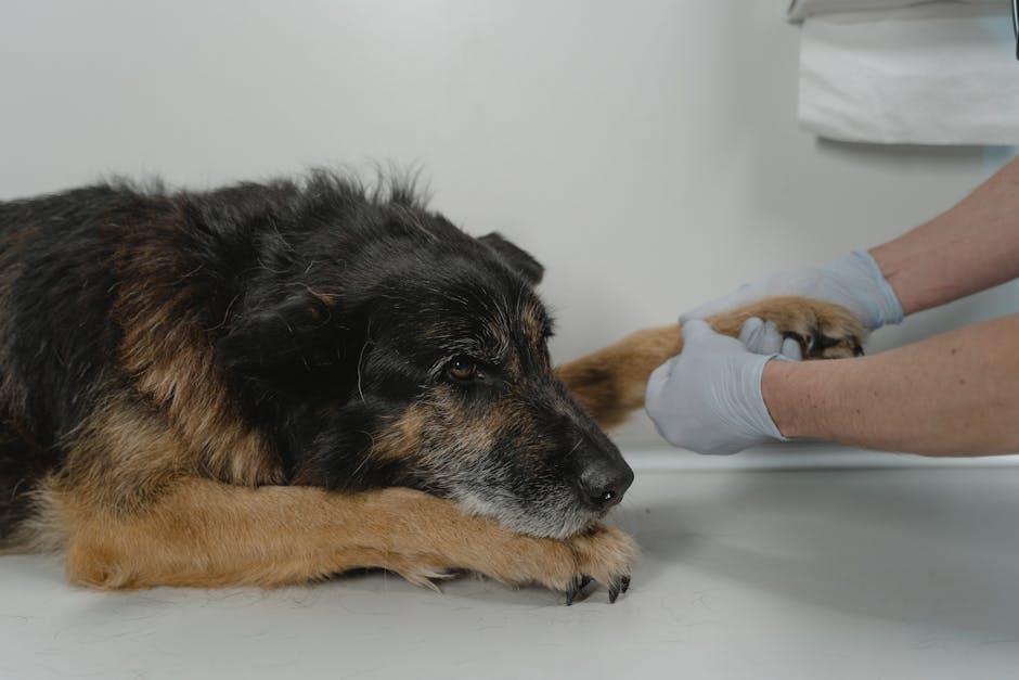 Top Therapy Dog Breeds: Finding Your Perfect Match