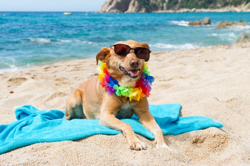 Dog Summer Safety: 23 Essentials for a Happy Pup
