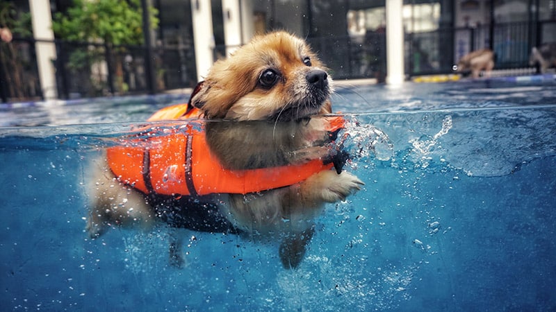 Top 10 Dog Life Jackets for Water Safety in 2025