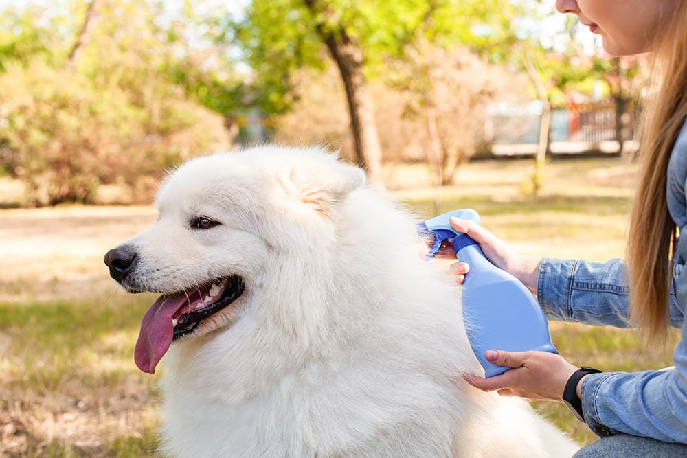 Top 10 Waterless Dog Shampoos for 2025
