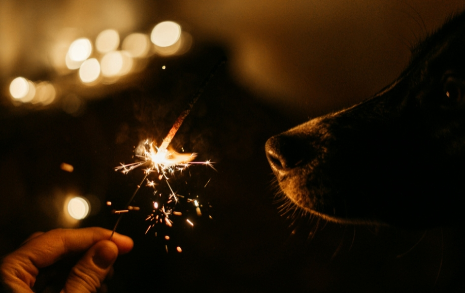 Dog Fireworks Fear: Help Your Pup Stay Calm