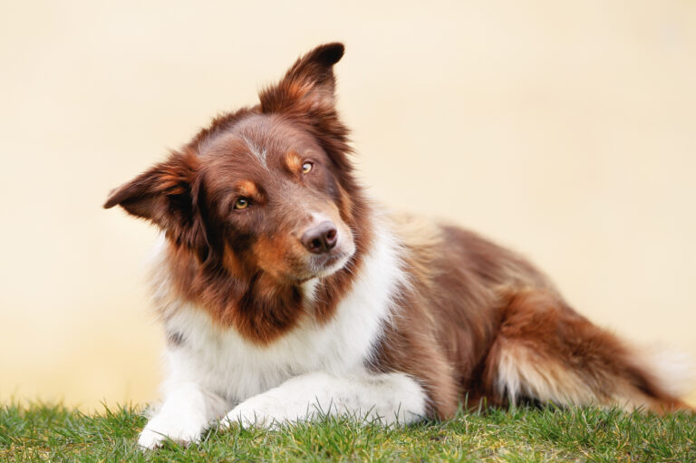 Debunking Top Dog Myths: A Vet's Guide to Canine Care