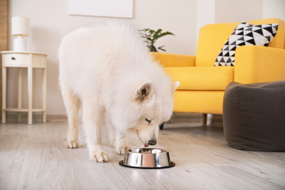 Dog Calorie Needs: A Vet-Approved Guide