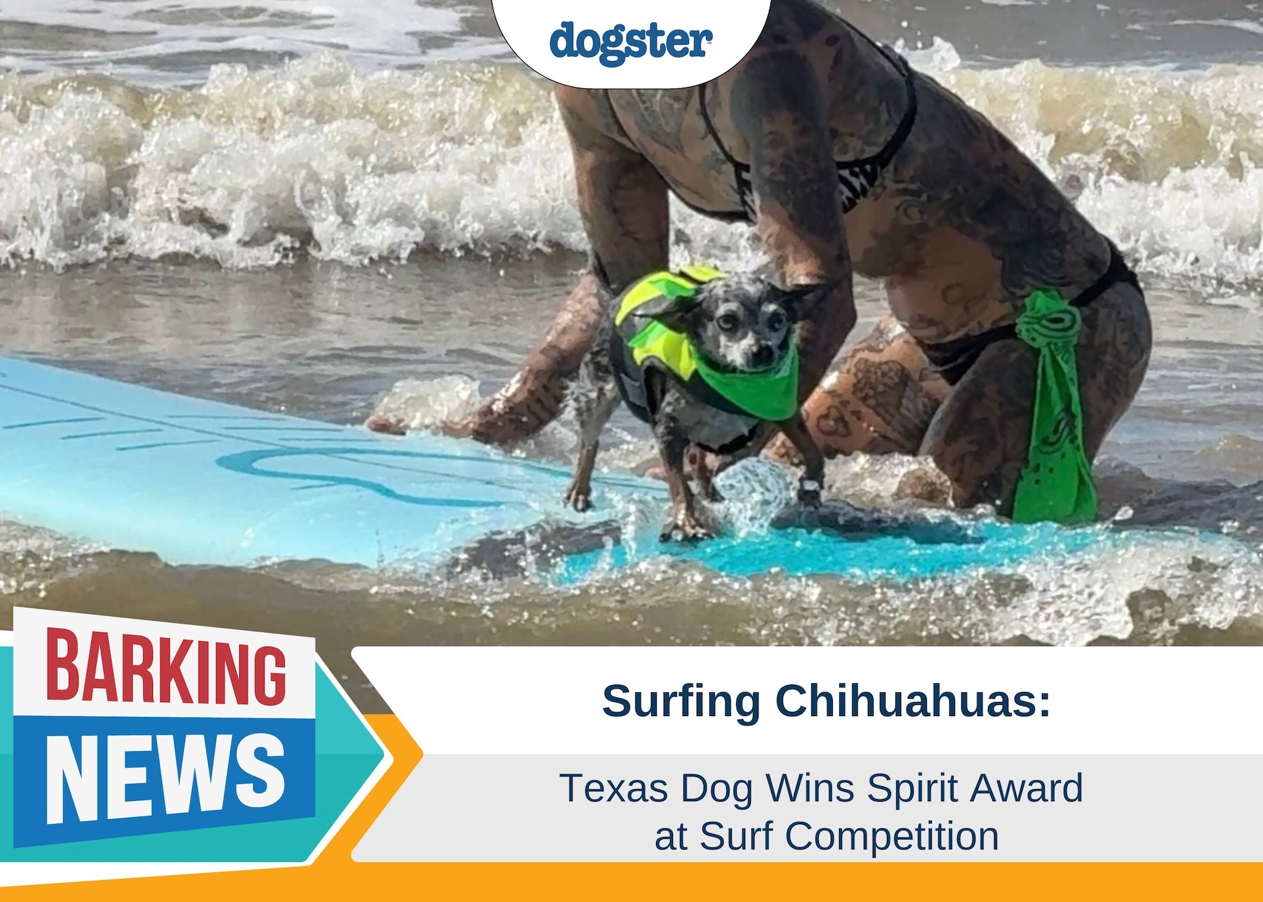 Texas Chihuahua Steals the Show at Surfing Competition