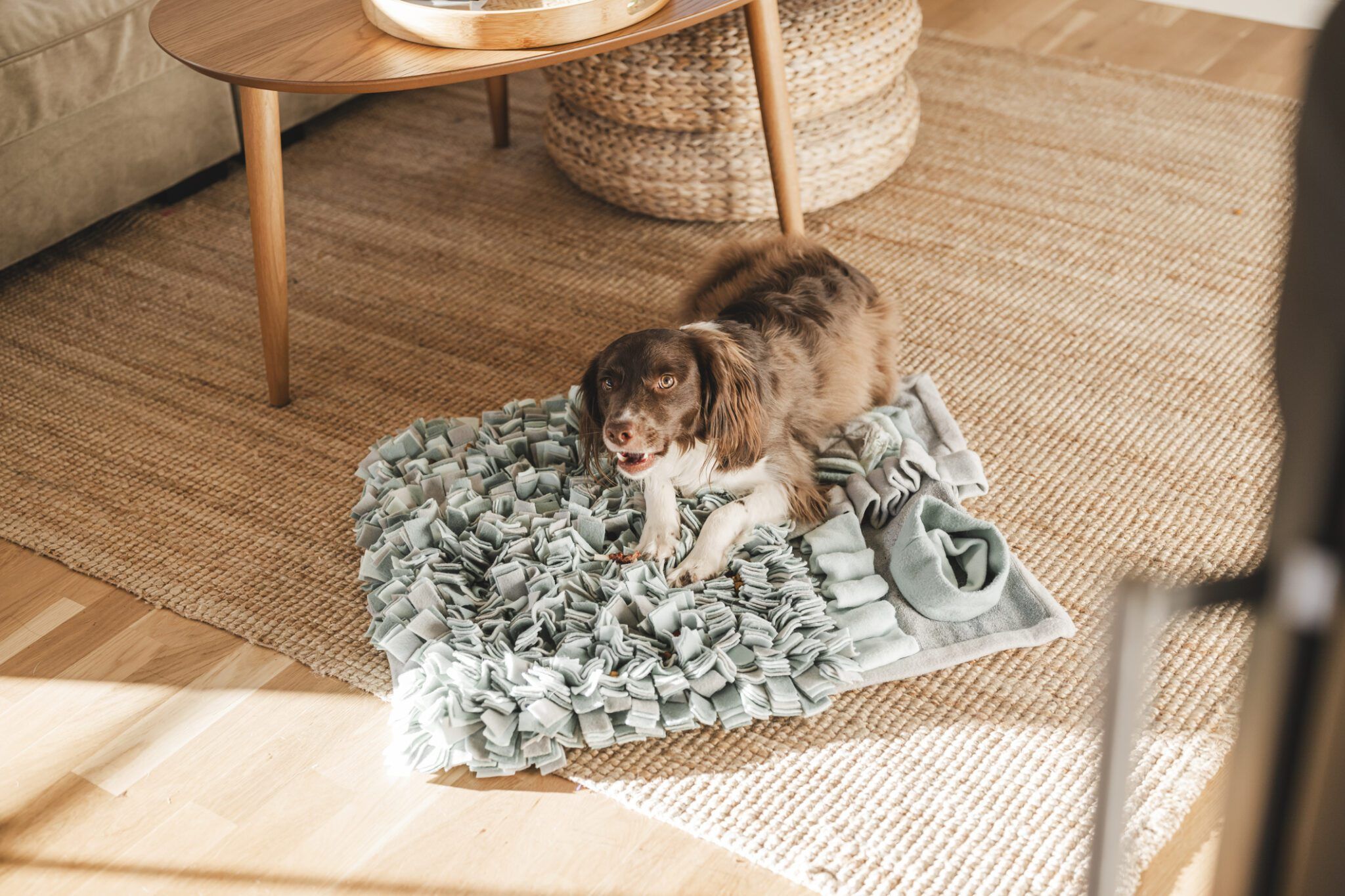 Catnip and Dogs: Effects, Risks & What to Expect