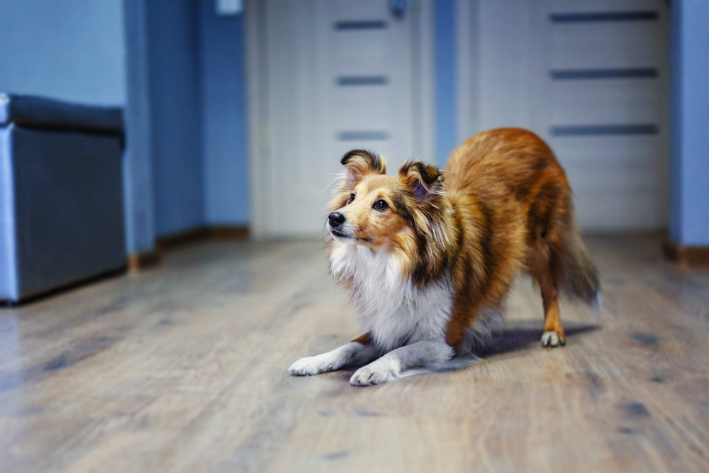 Canine ADHD: Understanding and Managing Hyperactive Dogs