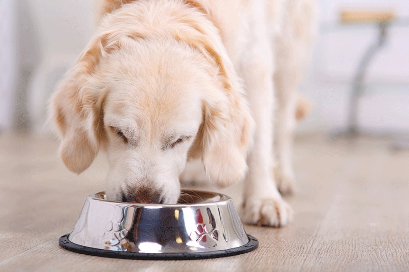 Top 10 Vet-Approved Dog Foods for 2025
