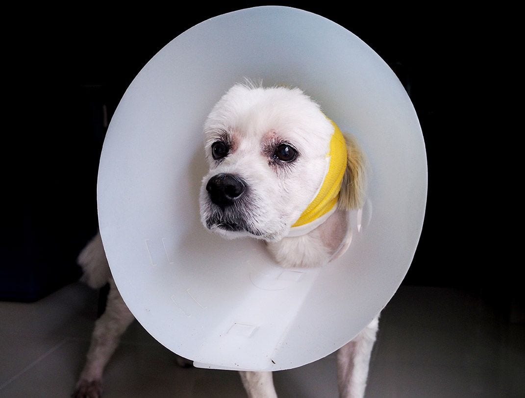 DIY Dog Cones: 6 Easy Homemade Alternatives