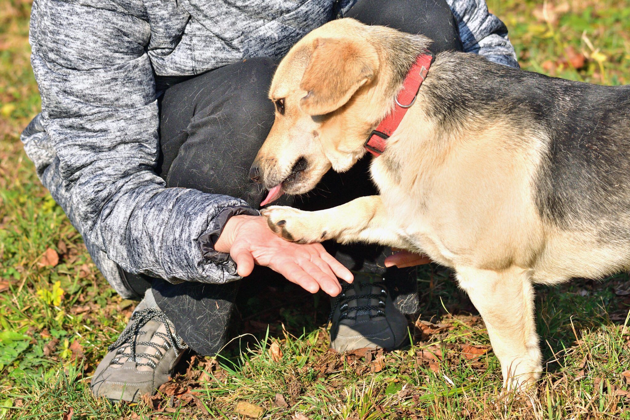 Dog Knuckling: Causes, Diagnosis, and Treatment