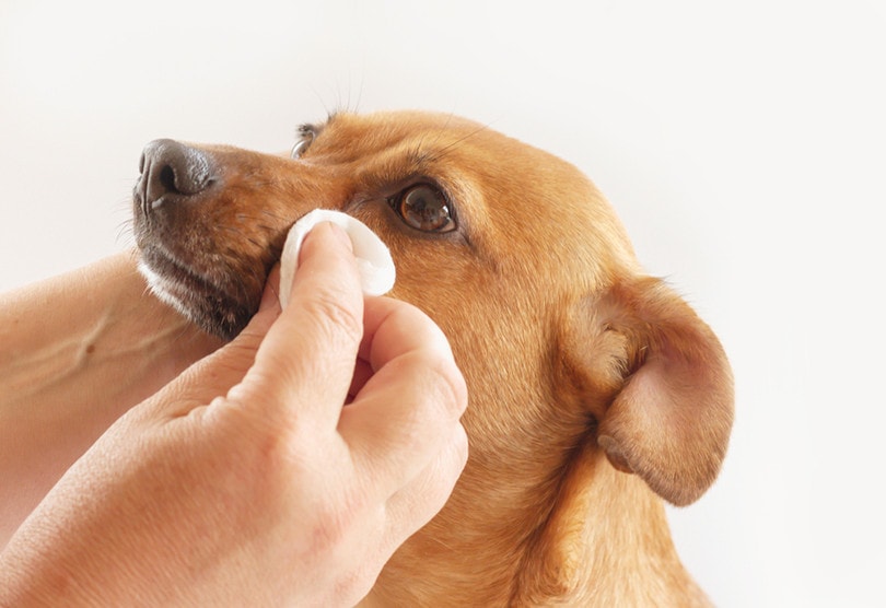 Top 8 Dog Eye Wipes: 2025 Reviews & Buying Guide