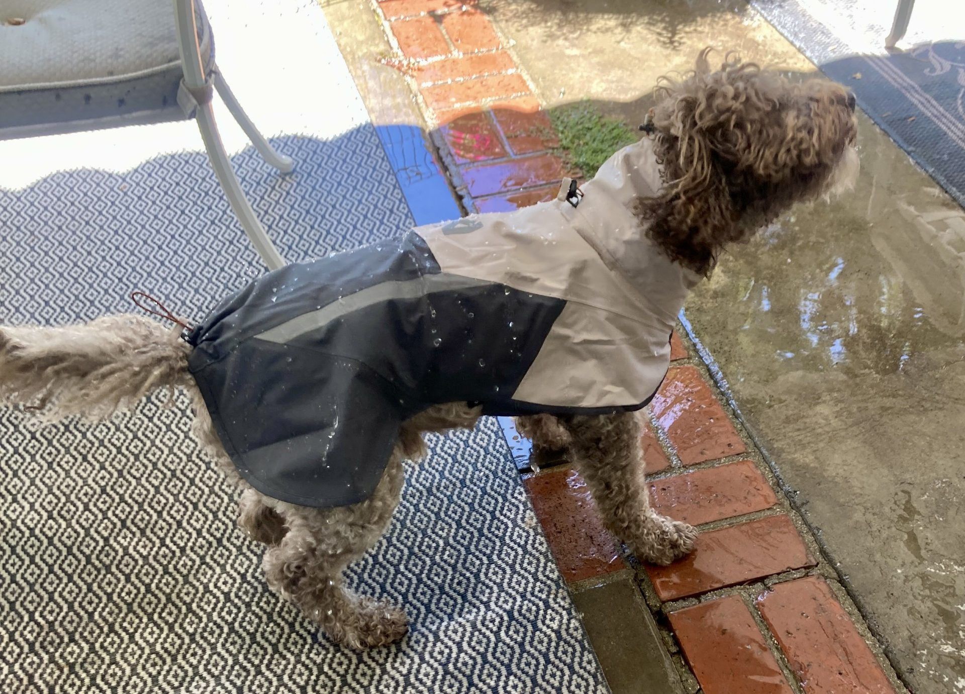 Top Dog Raincoats: A Buyer's Guide