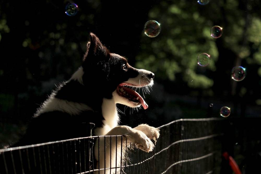 DIY Dog Fences: 5 Easy-to-Build Plans for Your Pup