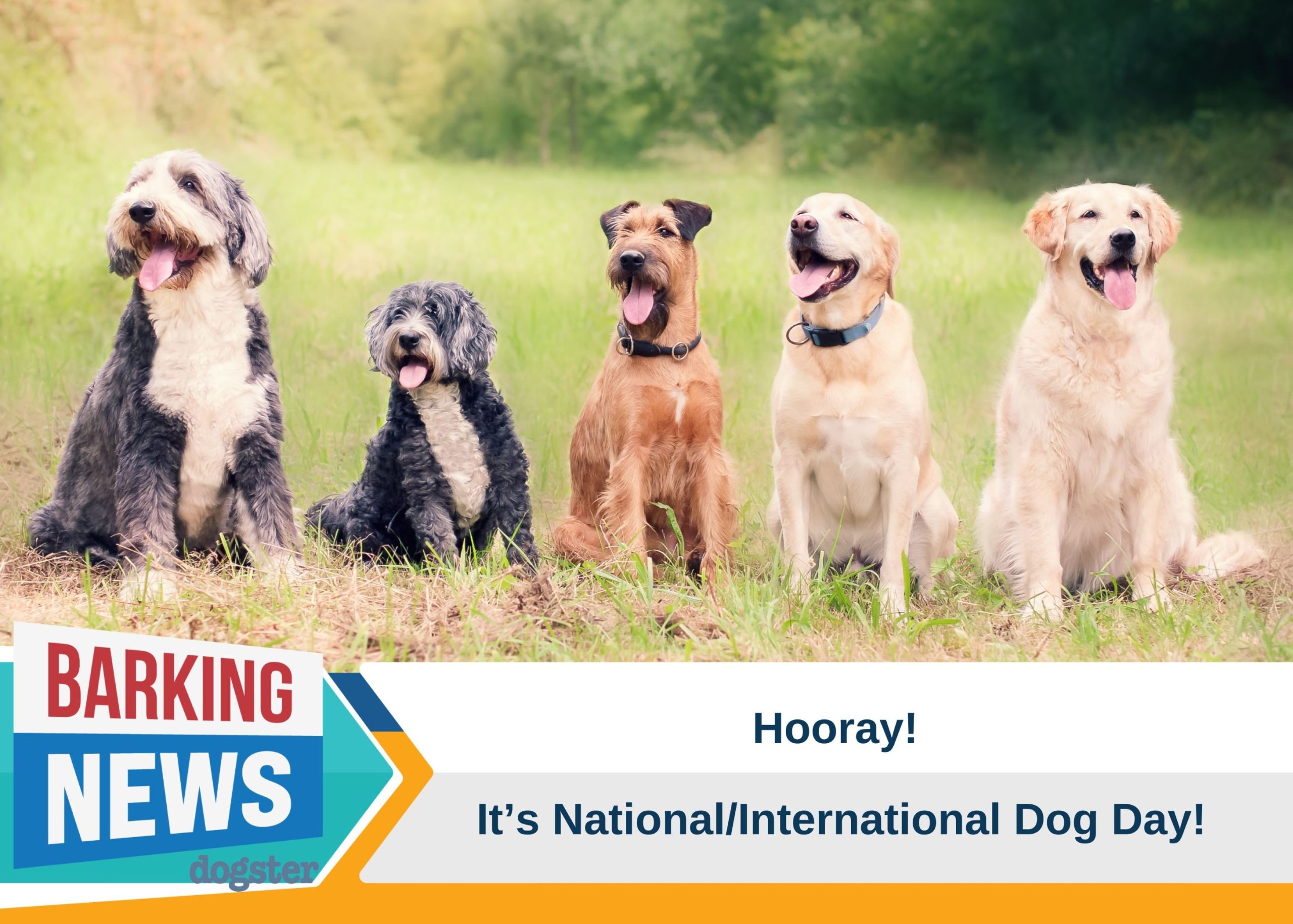 International Dog Day: Celebrate Canine Companions