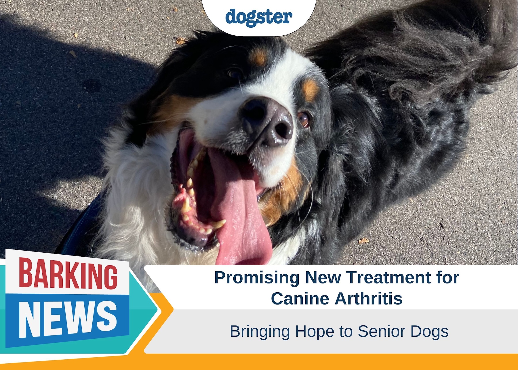 New Radioisotope Treatment Offers Hope for Canine Arthritis