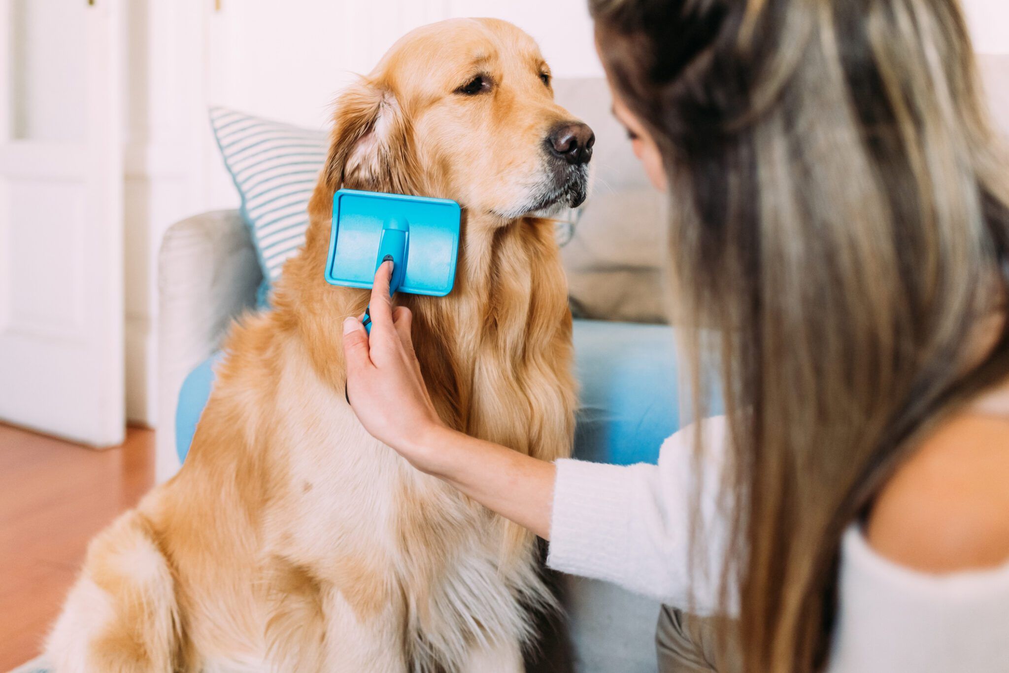 Top 5 Slicker Brushes for Dogs: Ultimate Grooming Guide