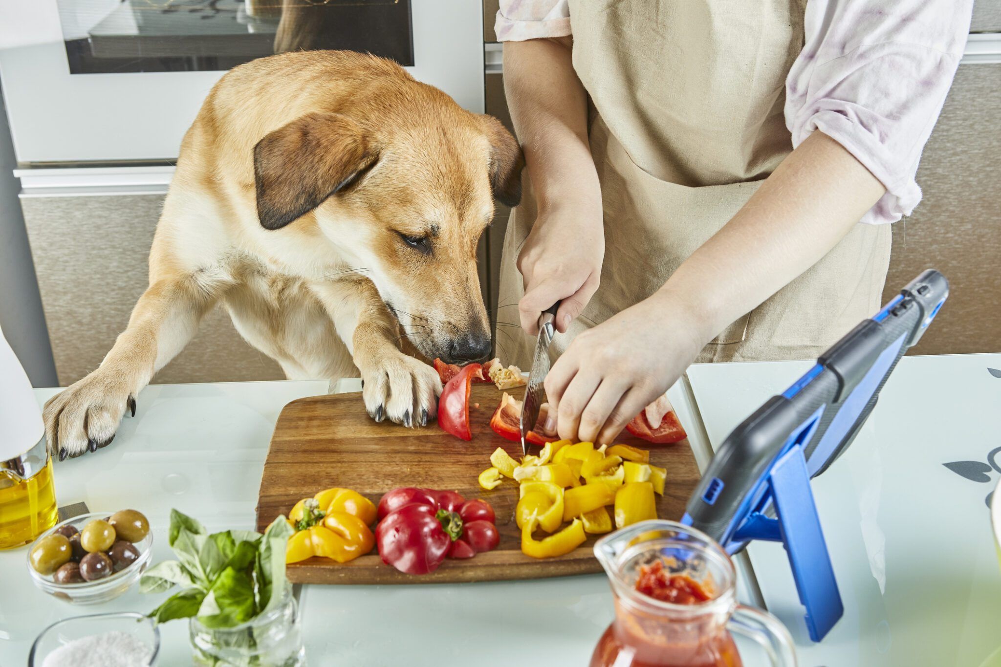 Can Dogs Eat Spicy Food? The Truth About Canine Taste