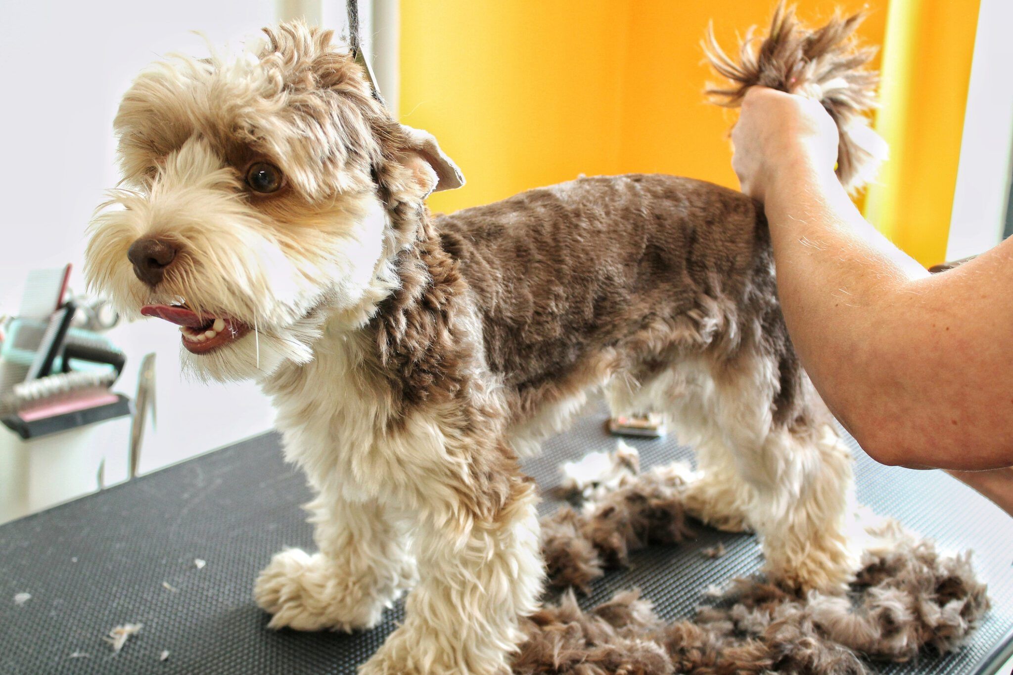 Dog Furunculosis: Causes, Symptoms, and Treatment