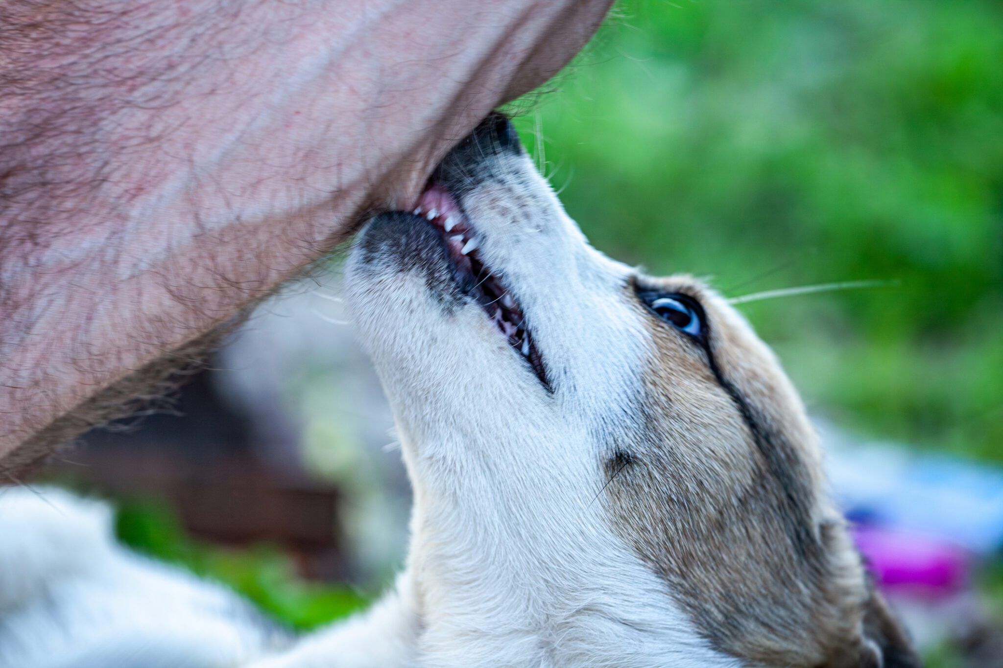 Dog Cobbing: Affection, Play, or Anxiety?