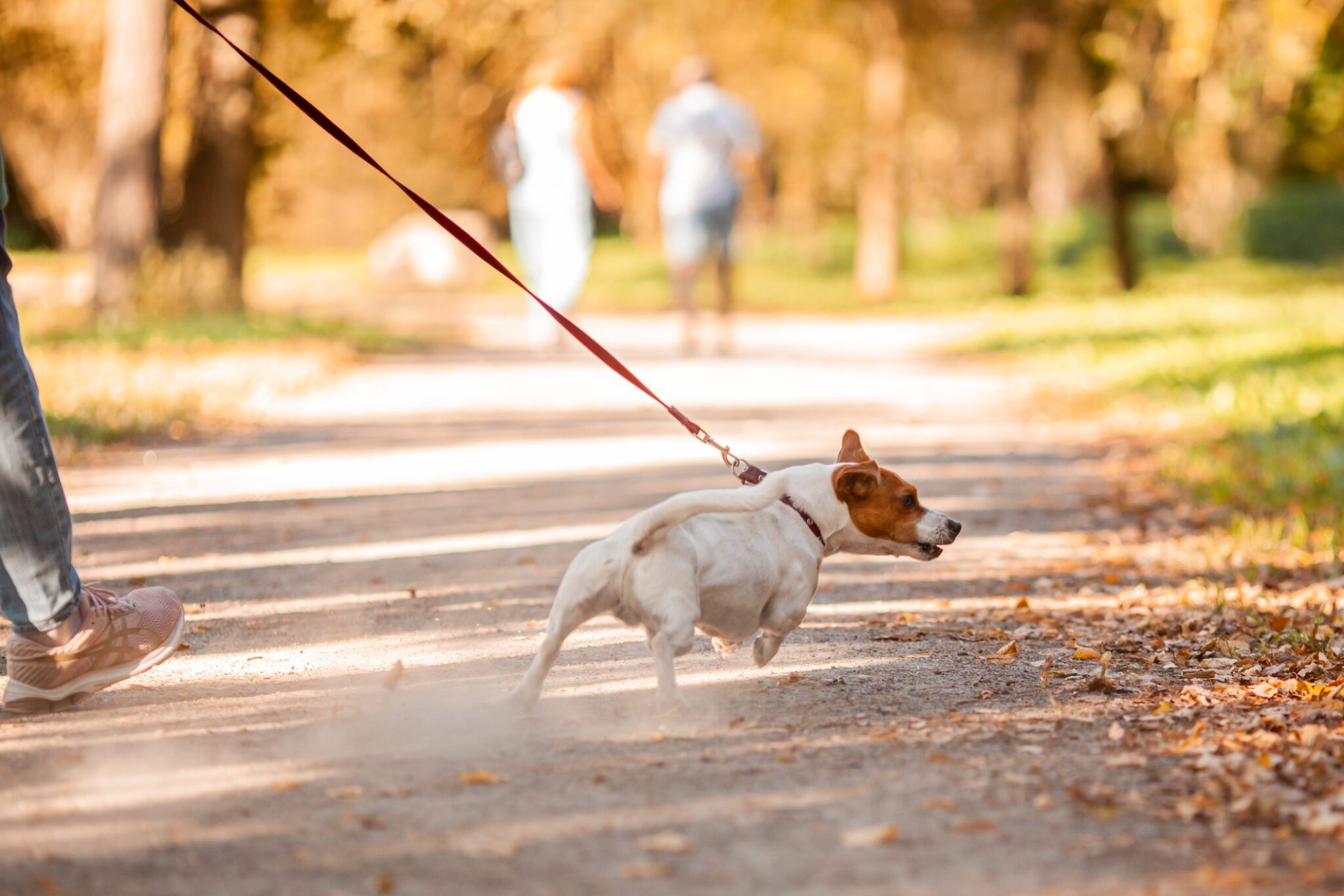 Best No-Pull Dog Harnesses: Affordable Options Reviewed