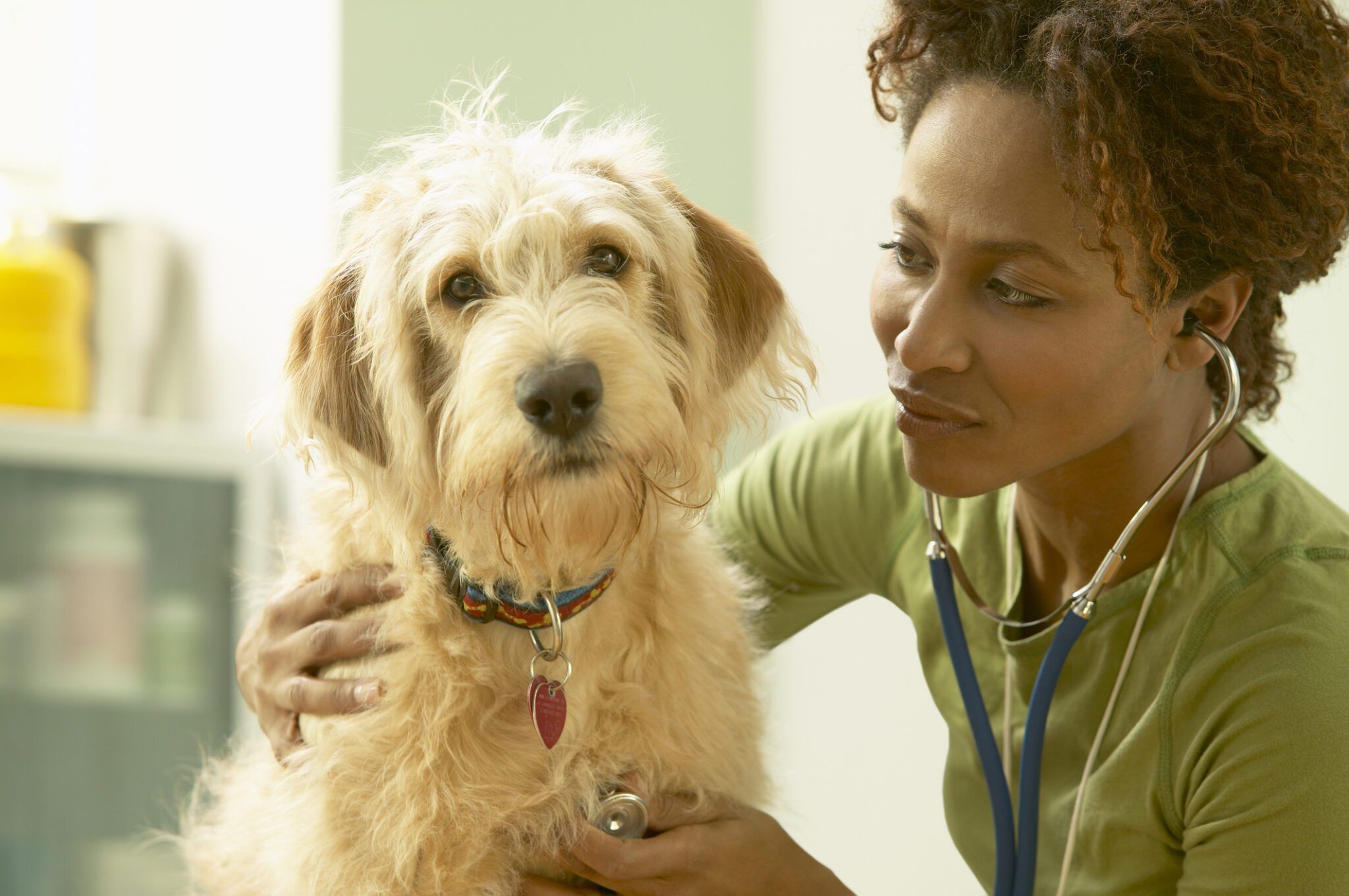 Dog Vet Visits: Frequency, Costs & Benefits