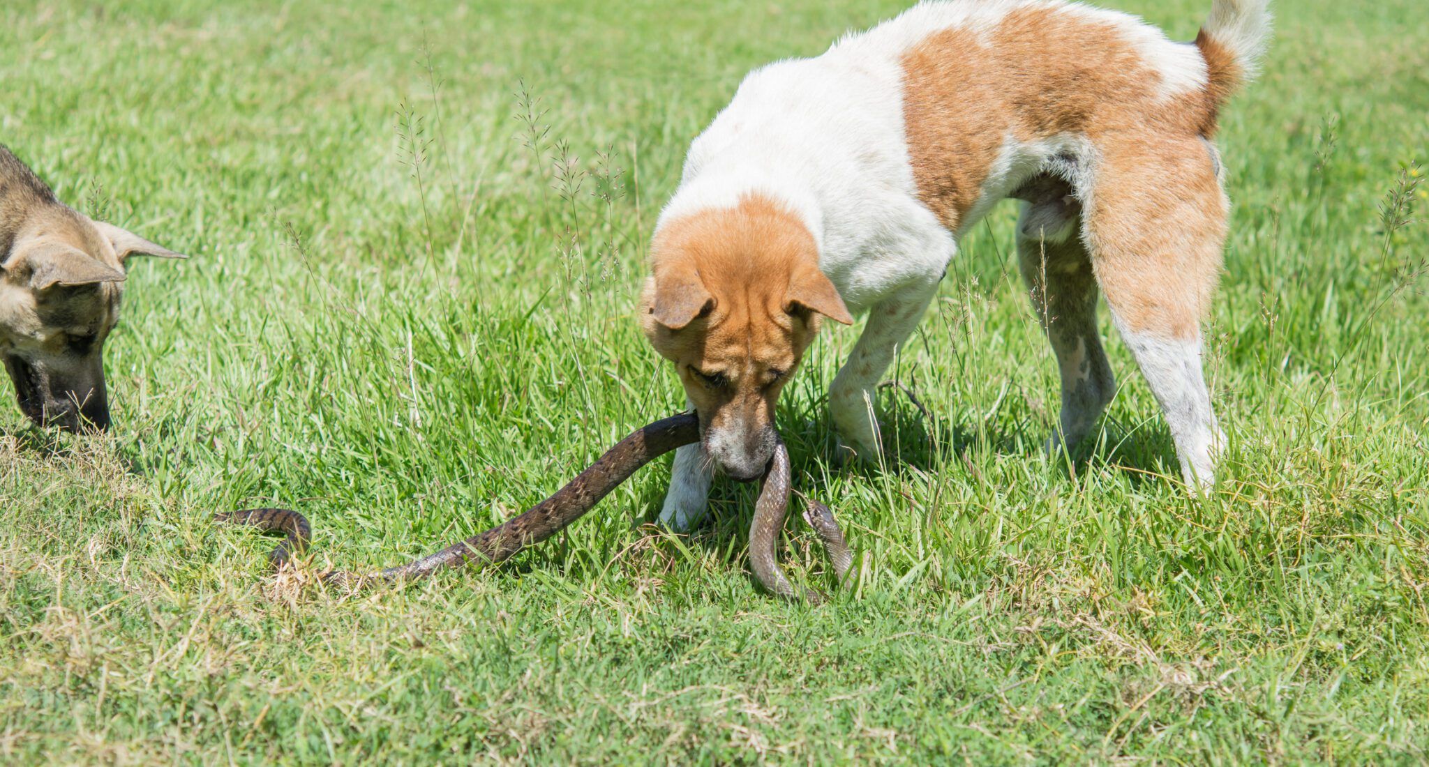 Dog Snake Bites: First Aid, Prevention & Identification