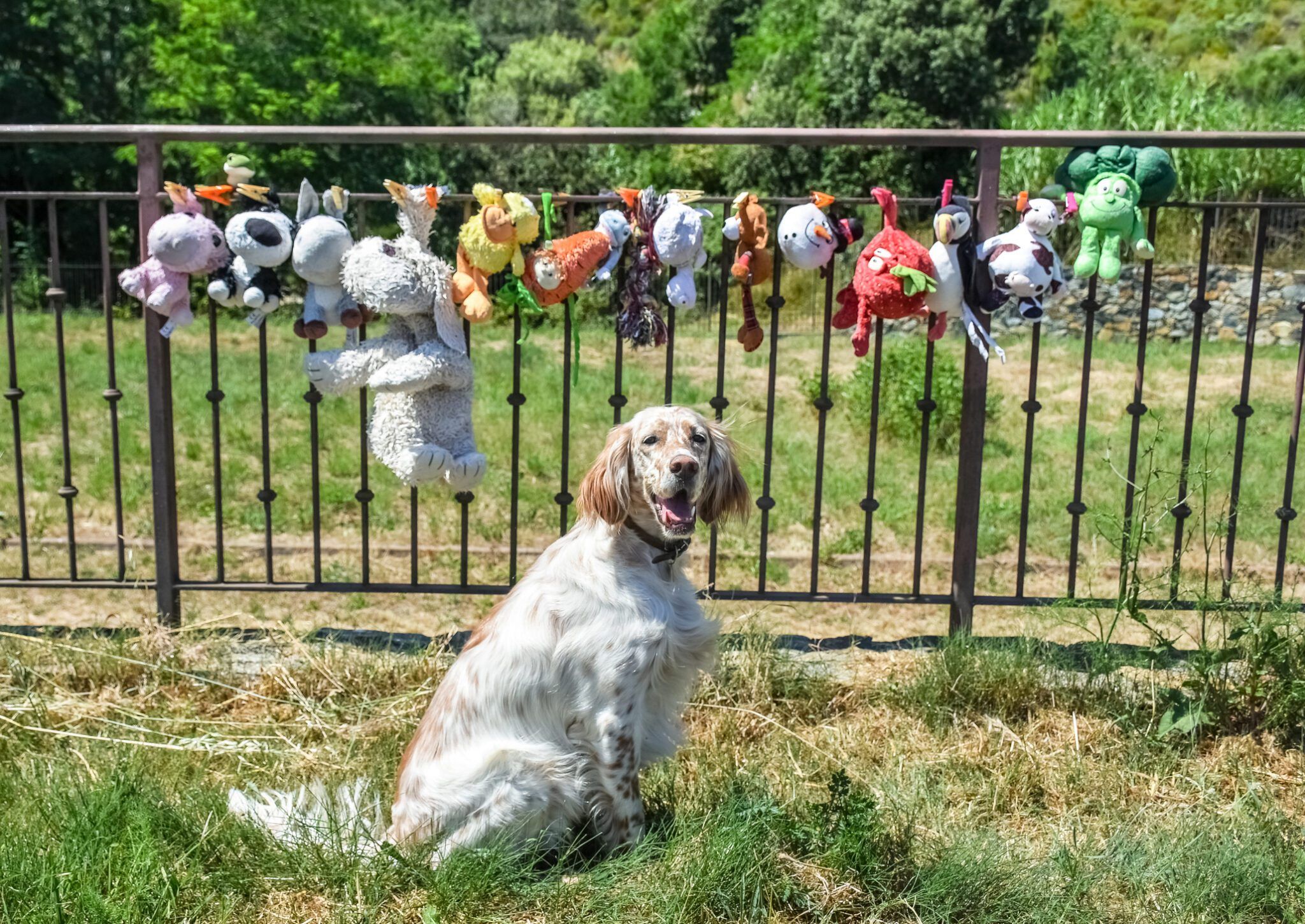 Clean Dog Toys: A Guide to Hygiene and Safety