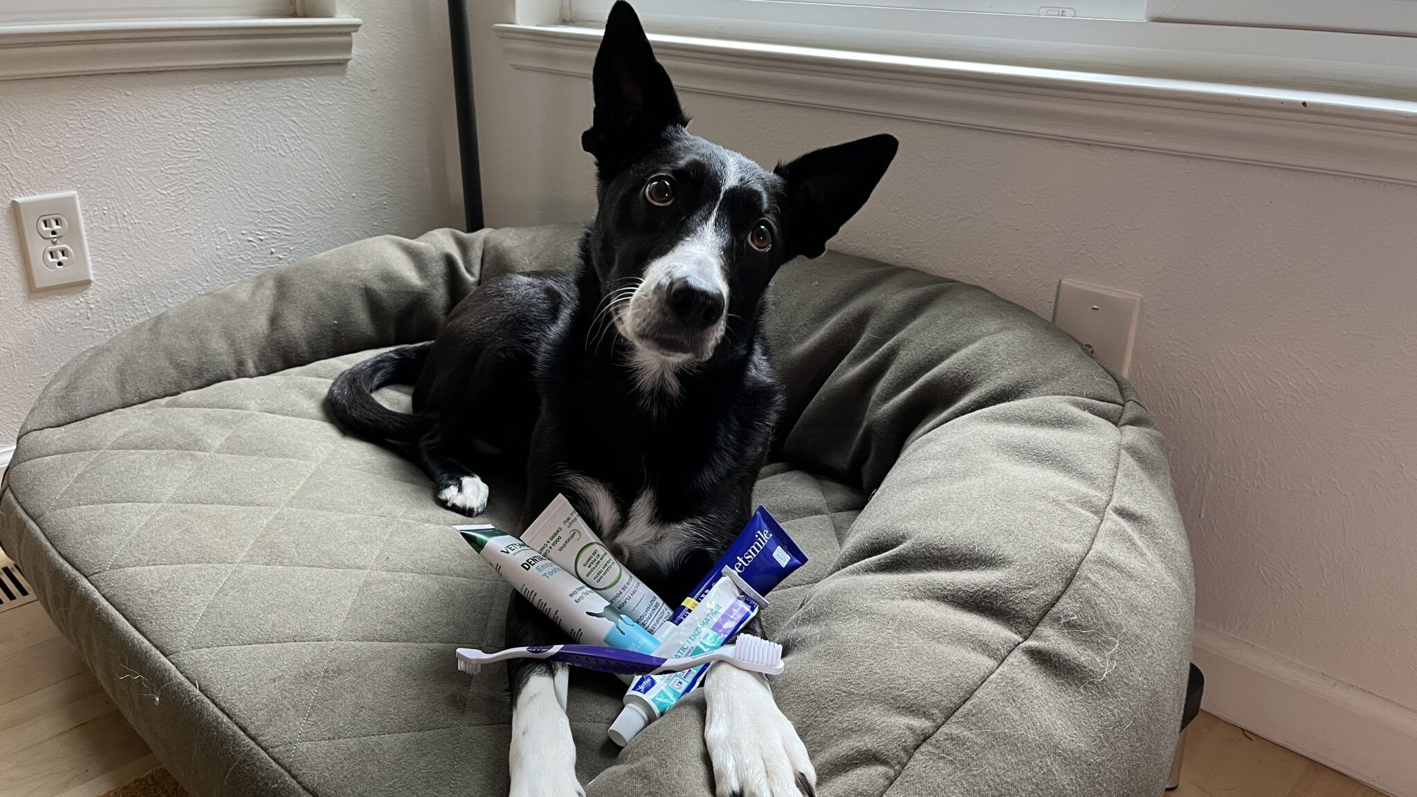 Top Dog Toothpastes: A Guide to Oral Care