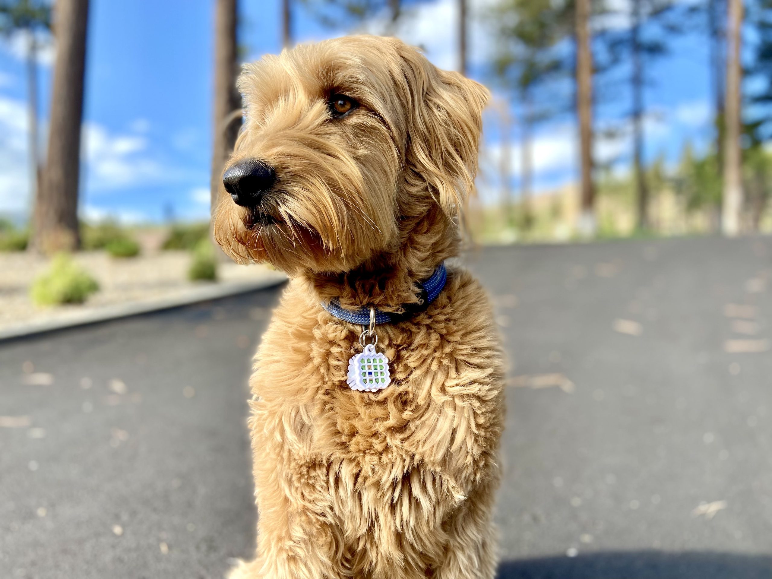 Natural Flea Control: NATPAT Stickers & Home Remedies