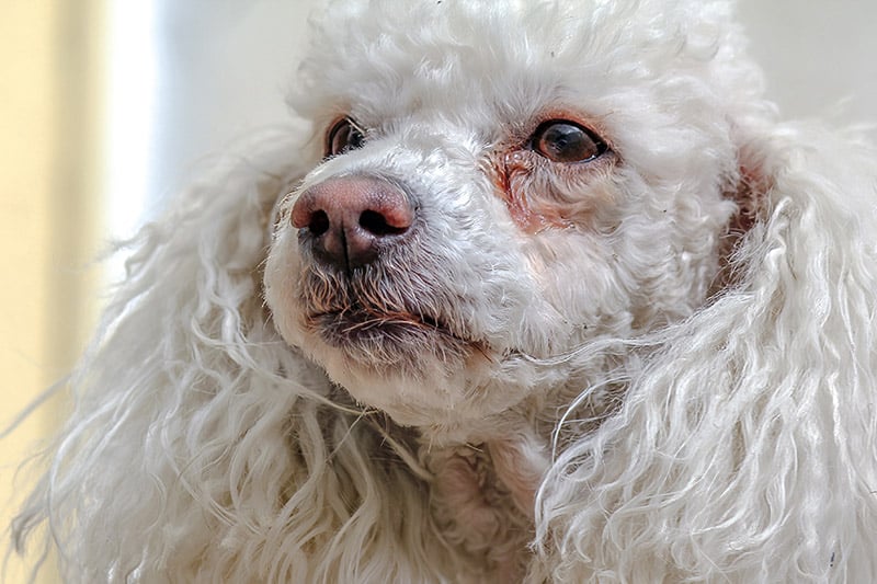 Dog Eye Boogers & Tear Stains: Causes & Solutions