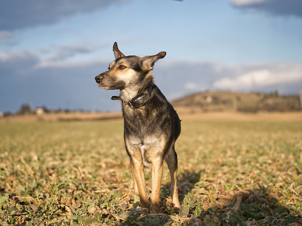 Best Wireless Dog Fences in 2025: Top 9 Reviewed