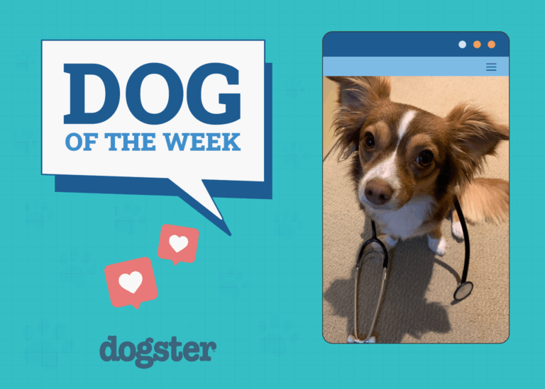 Dogster's Cutest Canine Contest Winners!