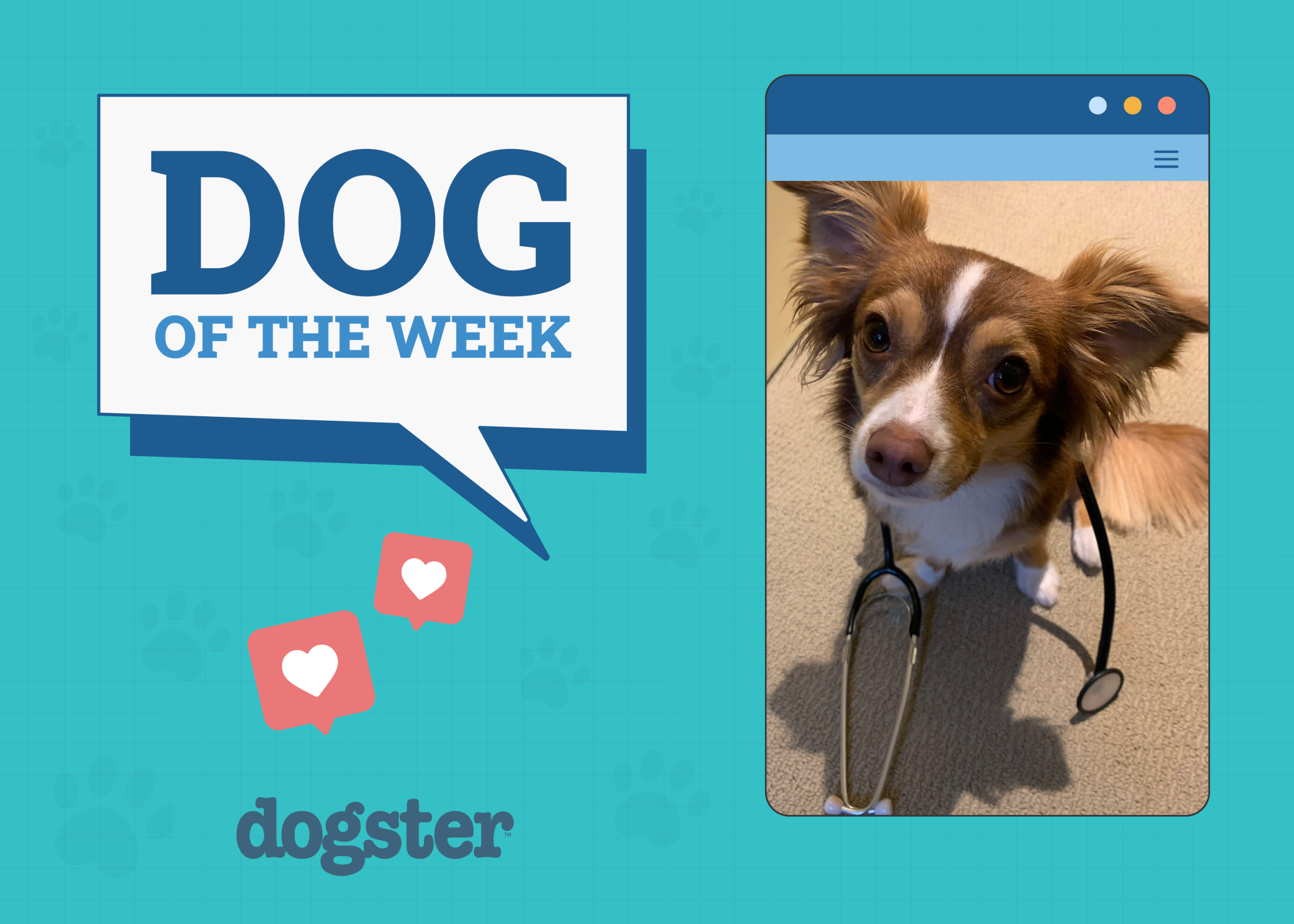 Dogster's Cutest Canine Contest Winners!