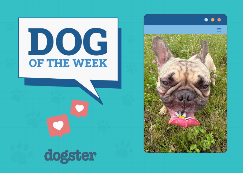 Dogster's Cutest, Funniest Dogs of the Week!