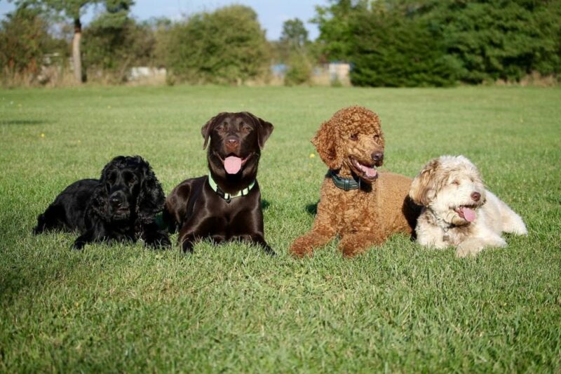 National Spoil Your Dog Day: Pamper Your Pup!
