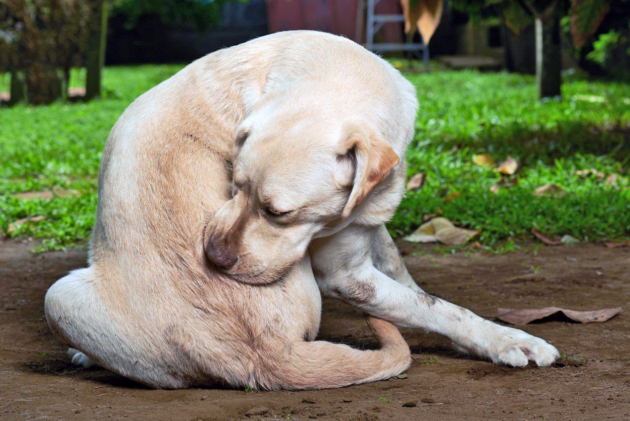 Dog Allergies: Finding Lasting Relief with Allergy Shots