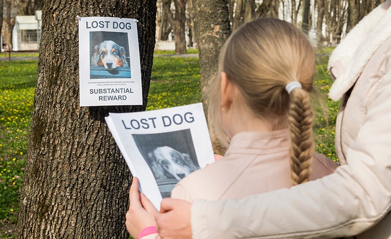 Lost Dog? 12 Steps to a Swift Reunion