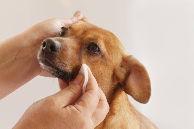 Dog Tear Stains: Natural Removal & Vet Tips