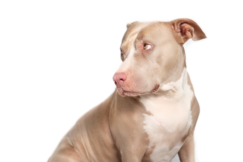 Pit Bulls: Misunderstood Dogs? Separating Fact from Fiction