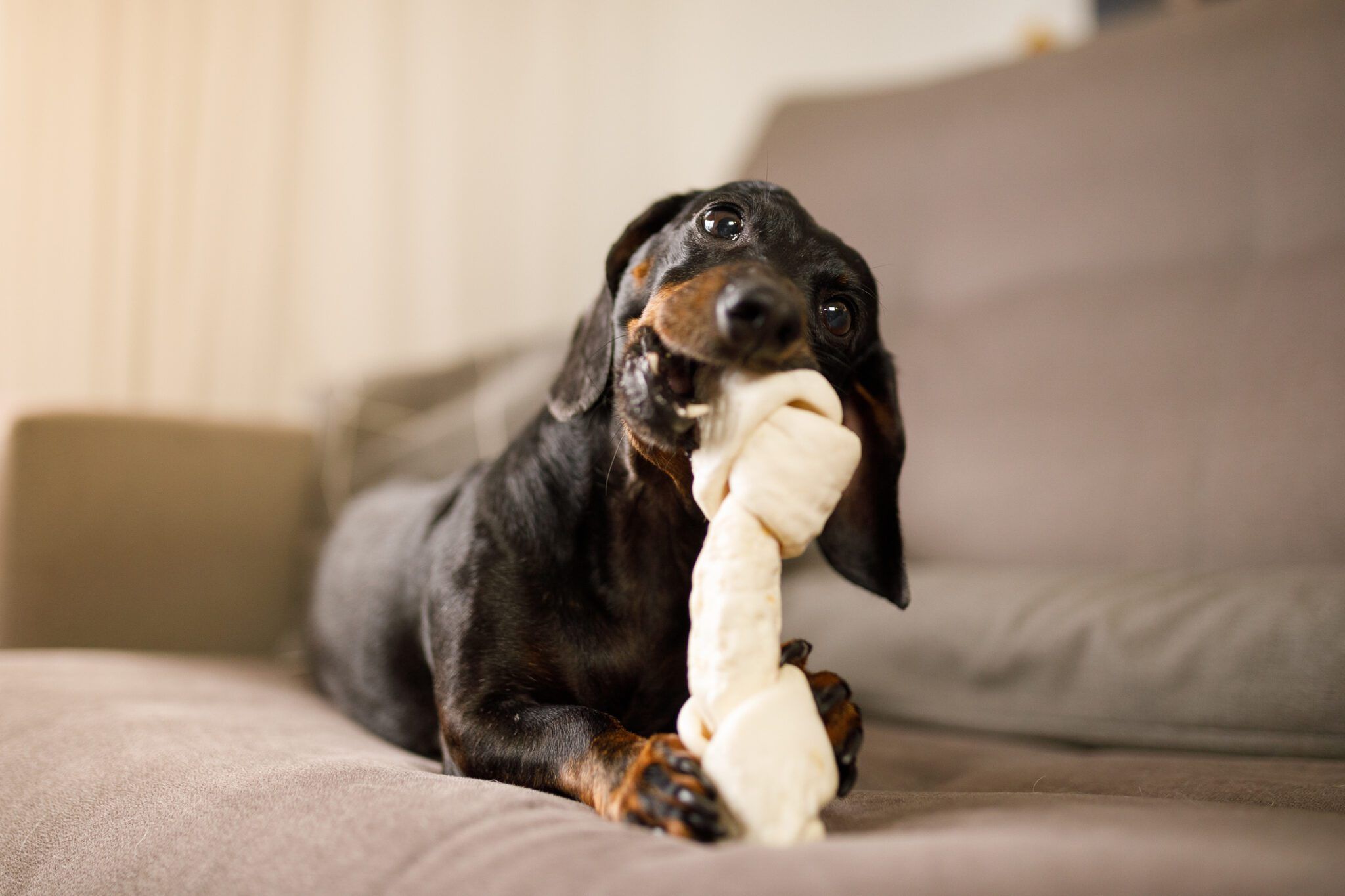Best Dog Chews: Vet-Approved Guide for Happy, Healthy Pets